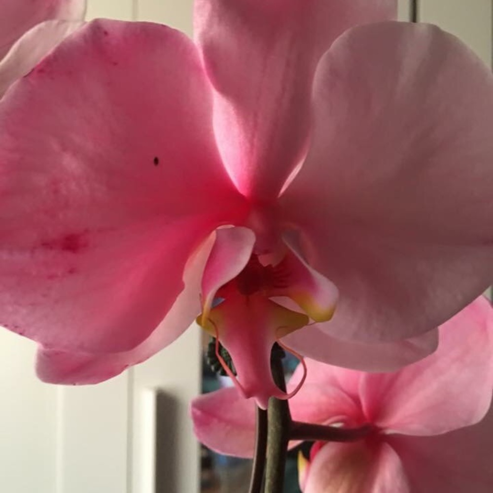 Meet your Posher, Wendy